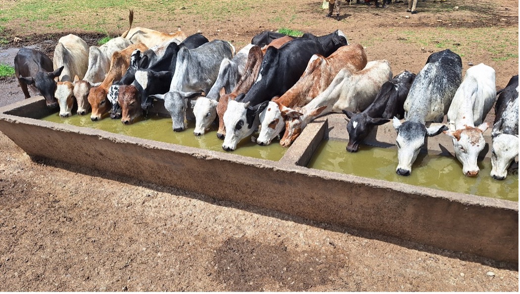 cows drinking from well
